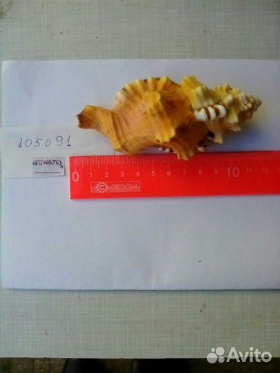 Морские раковины