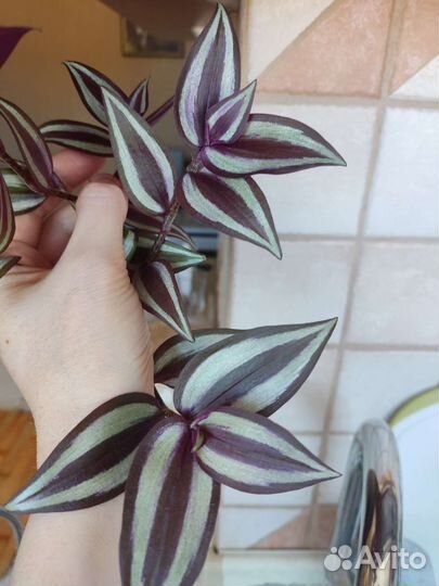 Традесканция