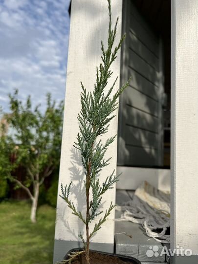 Гортензия белая древовидная