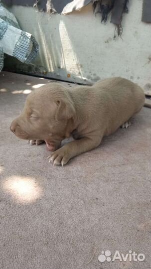 Щенки питбуля