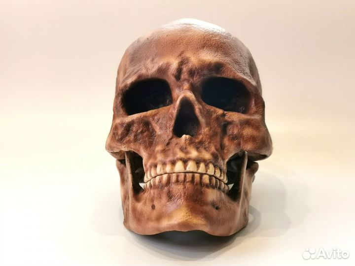 Анатомические модели черепов гоминидов