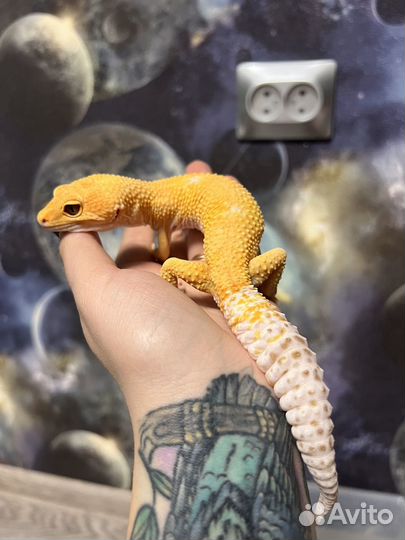 Самец эублефара