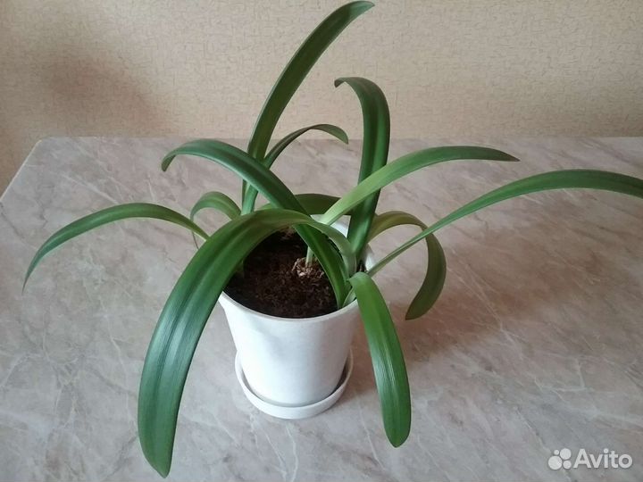 Гиппеаструм