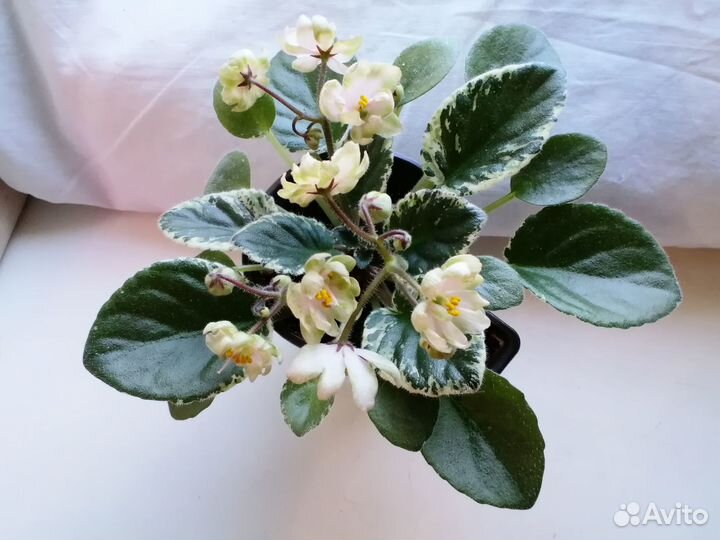 Мини фиалки