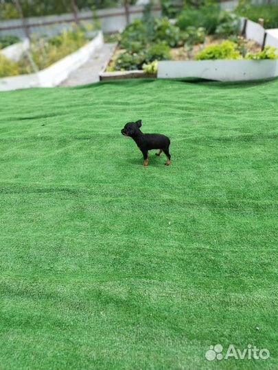 С Р О Ч Н О мини девочка той терьера