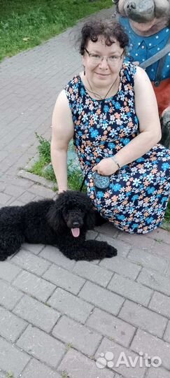 Квартирная зоогостиница, передержка животных выгул