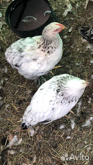 Дэкалб, Доминанты.Фавероль- цыплята