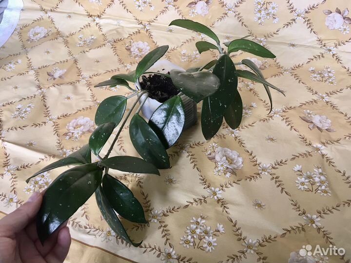 Хлорофитум, хойя и др домашние цветы