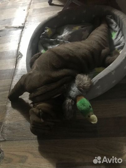 Шарпей щенок