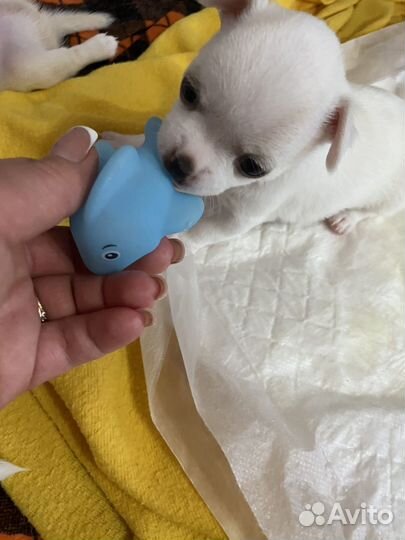 Щенки чихуахуа mini