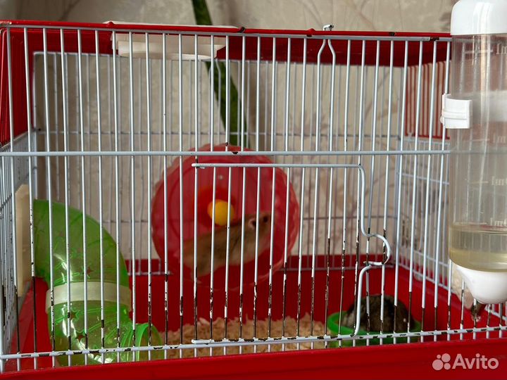 Джунгарский хомяк с клеткой