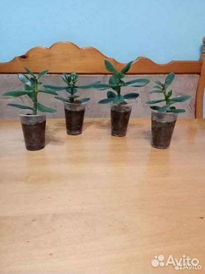 Денежное дерево толстянка крассула