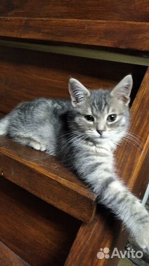 Котята в хорошие руки