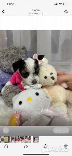 Щенки бивер йорка