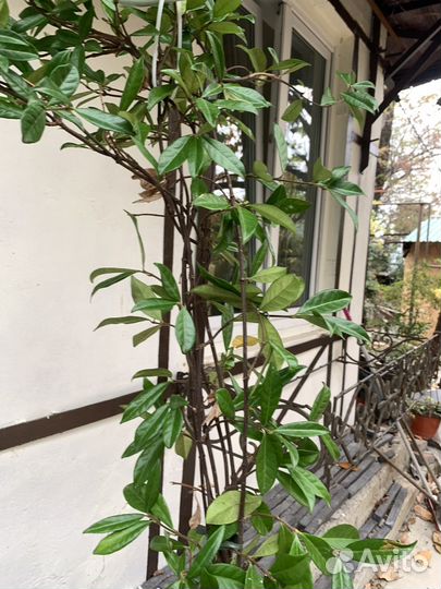 Трахелоспермум (ринкоспернум)