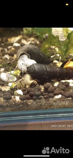 Улитки тиломелании, креветки