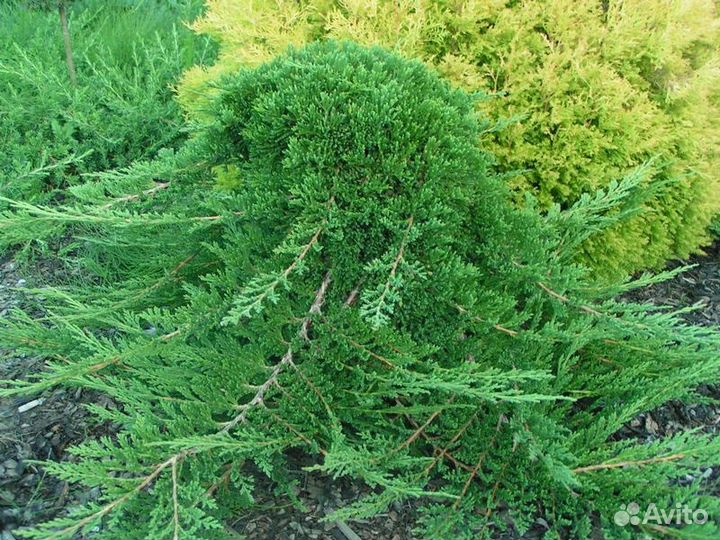 Питомник С продаёт можжевельники с З. К. С