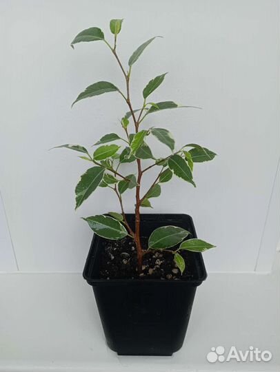 Фикус Бенджамина