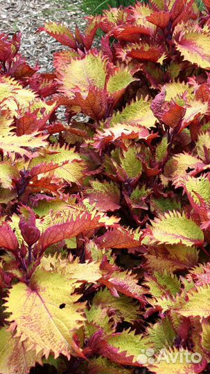 Колеусы вегетативные