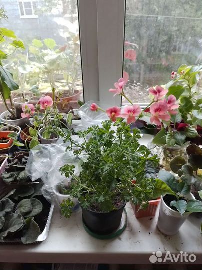 Герани, пеларгонии королевские, душистые и др срез