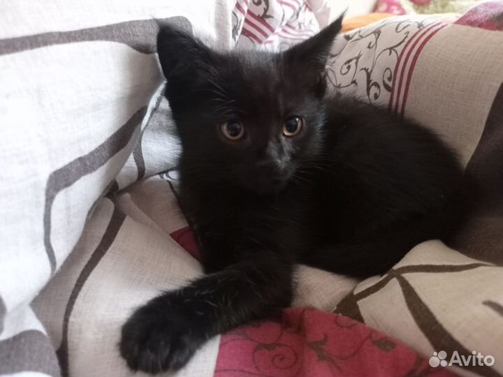 Котенок мальчик в добрые руки