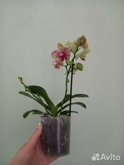 Орхидея Гросетто