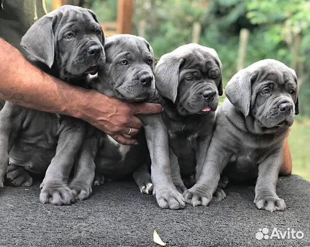 Кане Корсо для Шоу и Только