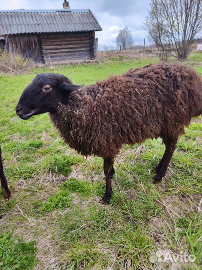 Баран и овца