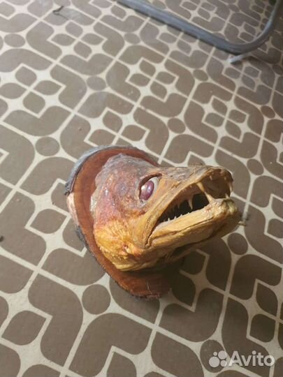 Чучело рыбы