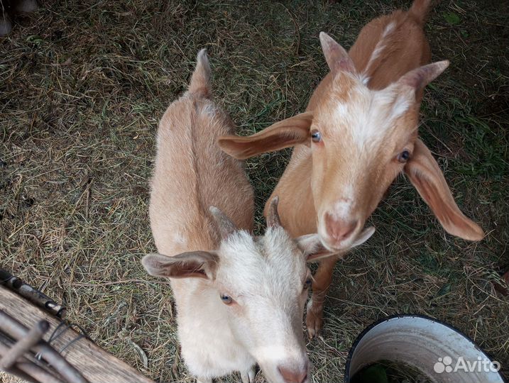 Продаются козы