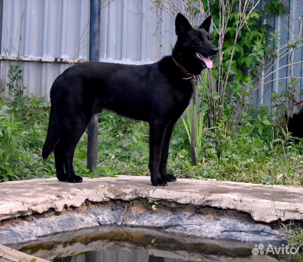 Метис малинуа, мальчик - в добрые руки