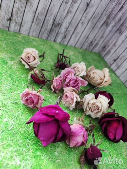 Сухоцветы розы кустовые