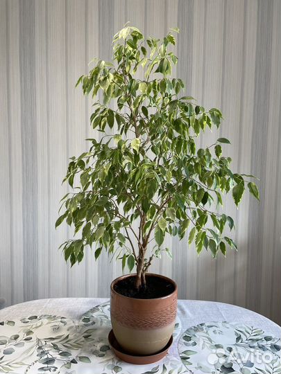 Фикус Бенджамина