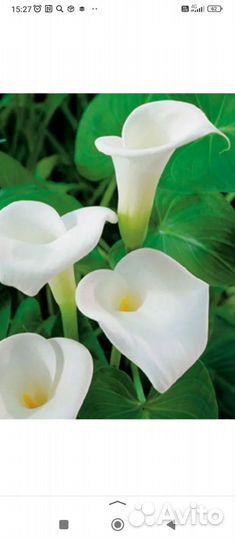 Водные растения для пруда