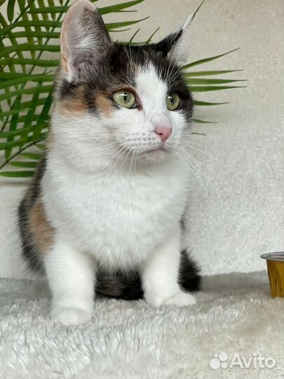 Кошка ищет дом