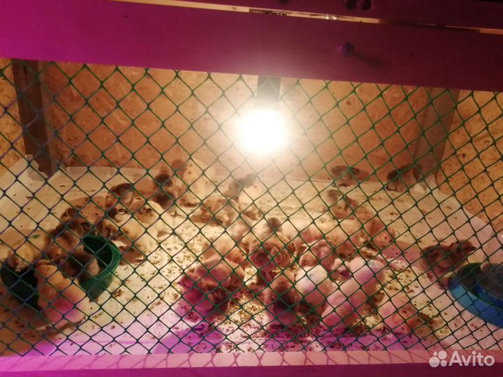 Петух и курочка