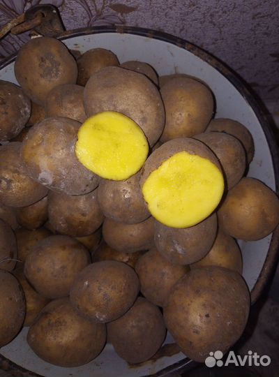 Картофель на посадку