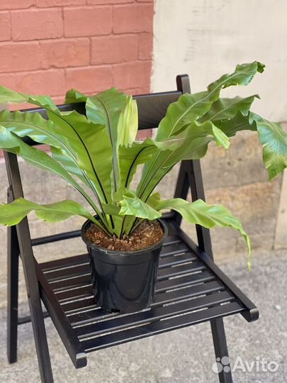 Папоротник асплениум, костенец, асплений