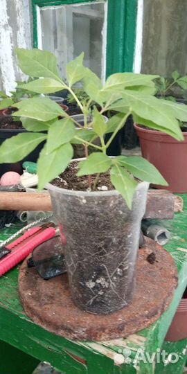 Саженцы Эводии Даниеля