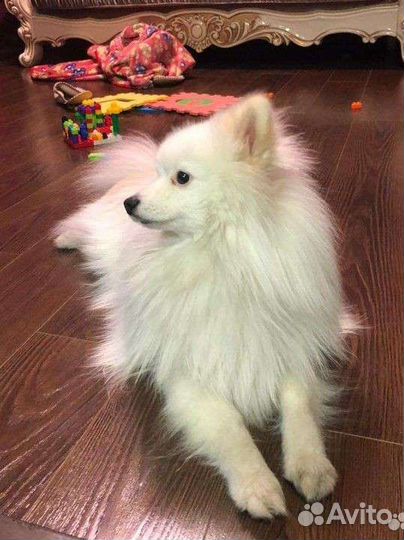 Немецкий шпиц Вязка