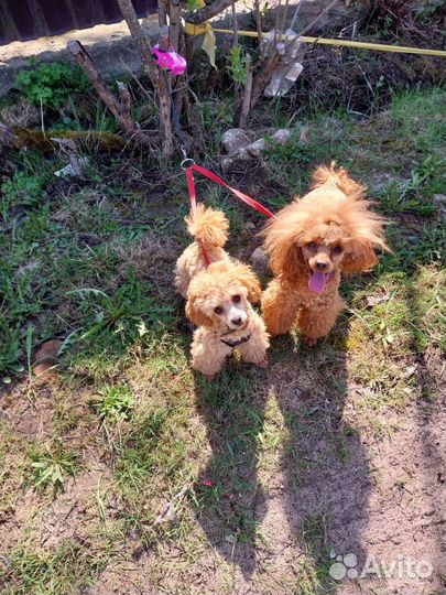 Щенок той пуделя