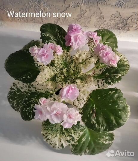 Черенки фиалки на срез