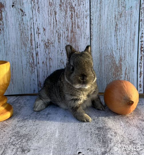 Декоративные крольчата, карликовые малыши минор