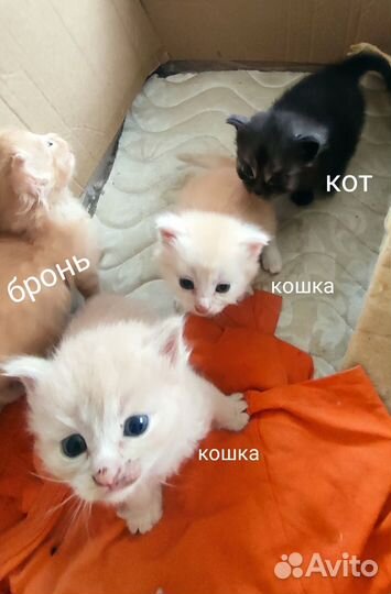 Котята в добрые руки