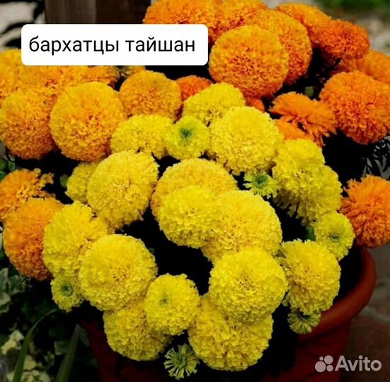 Семена бархатцы тайшан