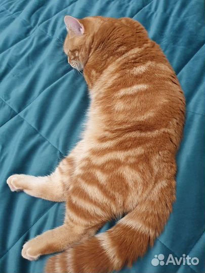 Шотландский кот вязка