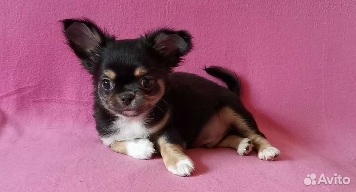Чихуахуа мальчик