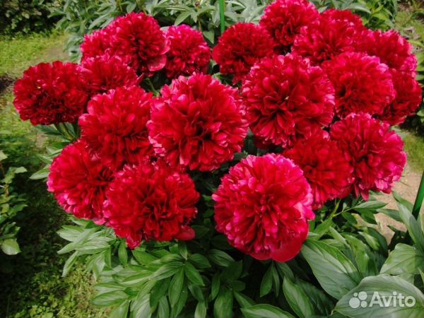 Пионы (корни)