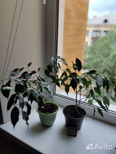 Фикус бенджамина