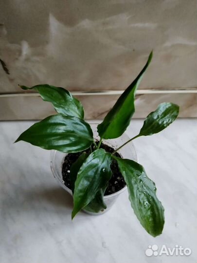 Фикус Мелани пилея спатифиллум бегония
